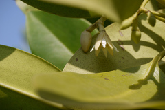 Rhizophora mucronata